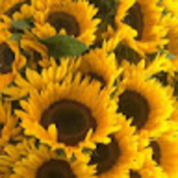 Meet your Posher, Julia - Picture 1 of 1